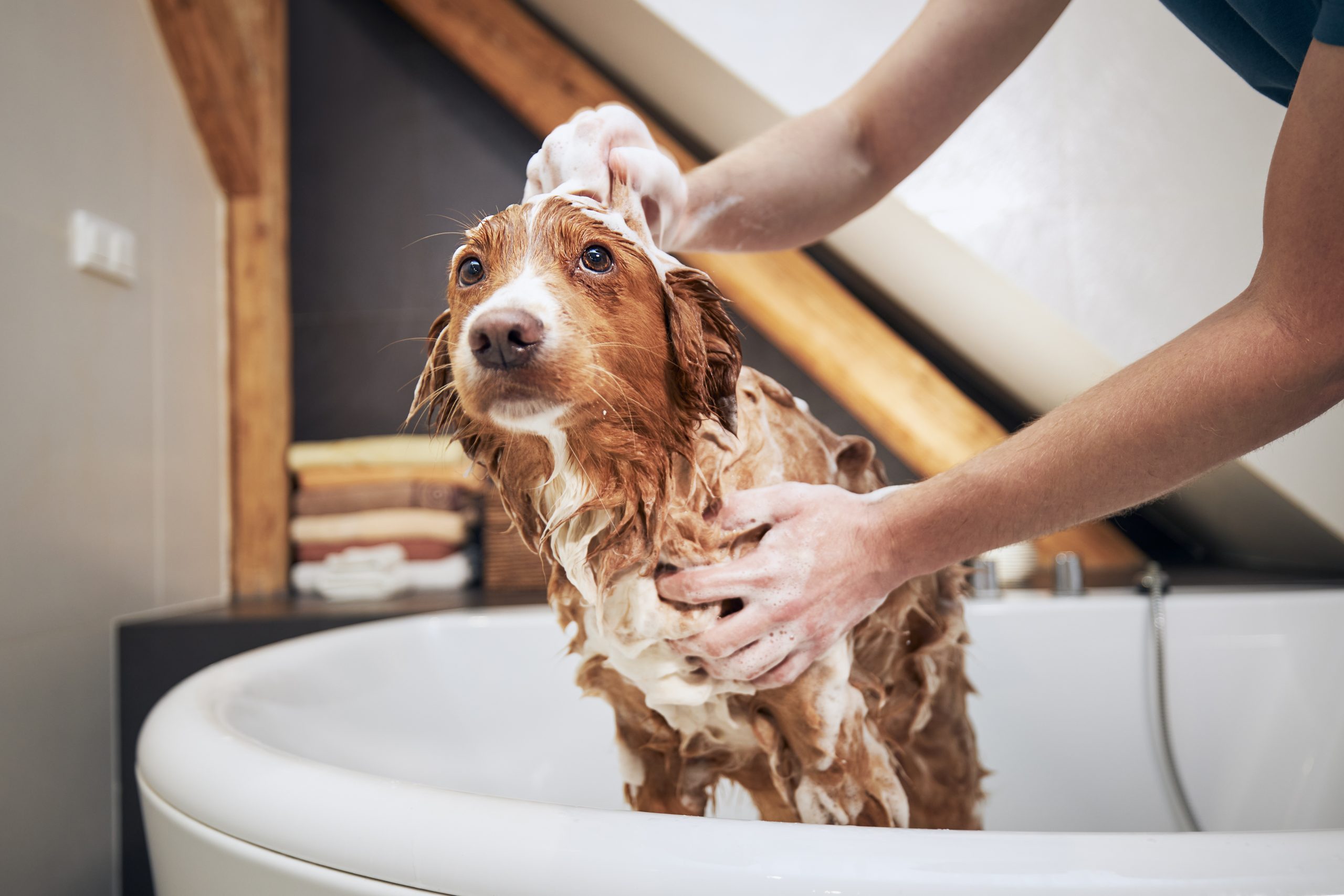 dog taking bath at home 2022 05 23 23 14 53 utc scaled