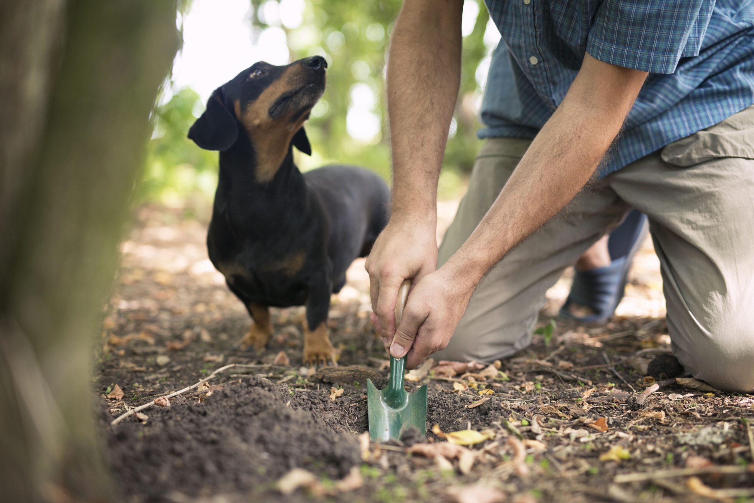 Truffle Hunter His Trained Dog Search Truffle Mushrooms Forest 1 Scaled